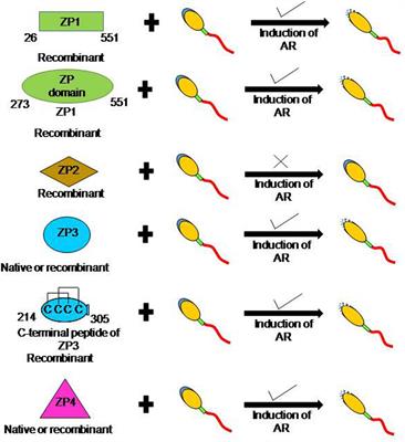 Human Zona Pellucida Glycoproteins: Binding Characteristics With Human Spermatozoa and Induction of Acrosome Reaction